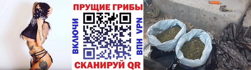 Галлюциногенные грибы MAGIC MUSHROOMS  Багратионовск 
